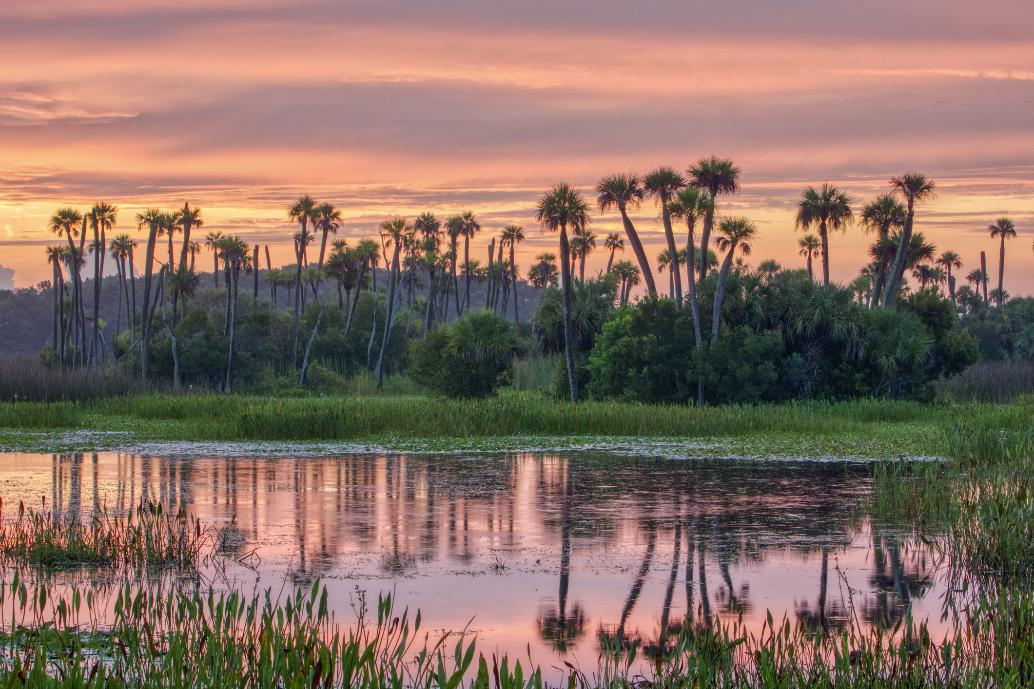 Debt to Income Ratio Florida - image of palm trees