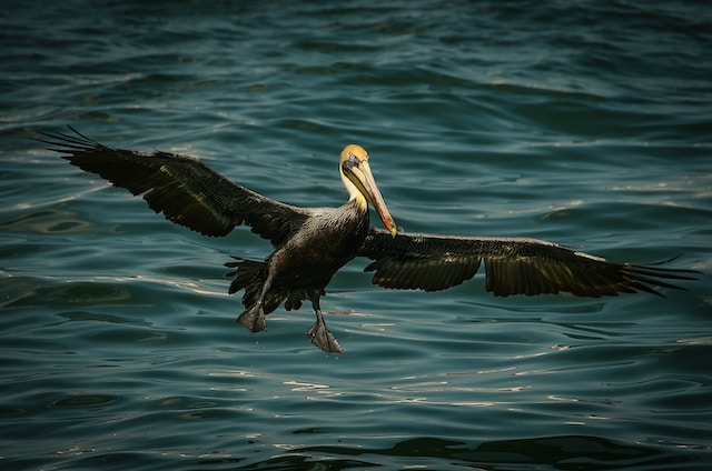 Atlantic Florida Properties image of a seagull