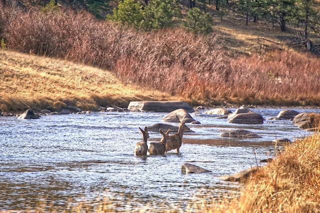 va loans colorado - image of deer crossing river in colorado